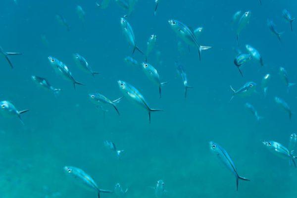 Underwater Photography close up of fish