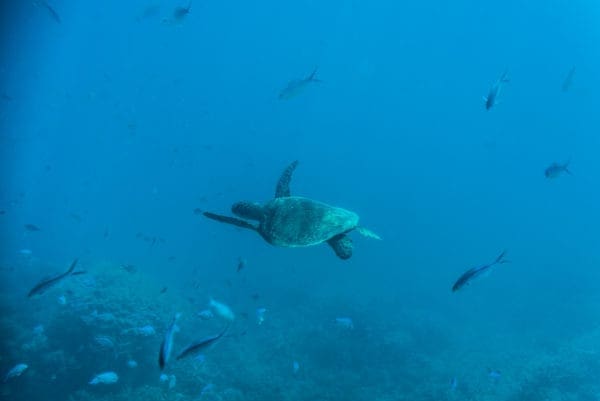 Underwater Photography of Green Sea Turtle