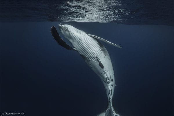 Underwater photography of Humpback whale