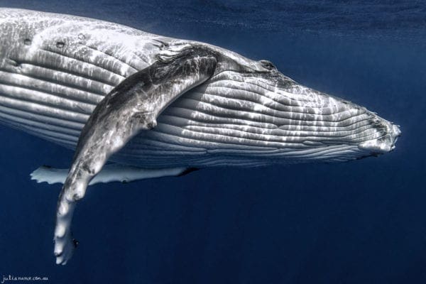 Underwater Photography close up of Humpback Whale