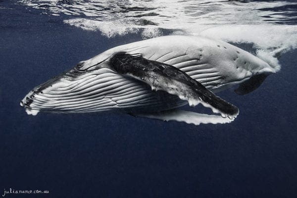 Underwater Photography of Humpback Whale