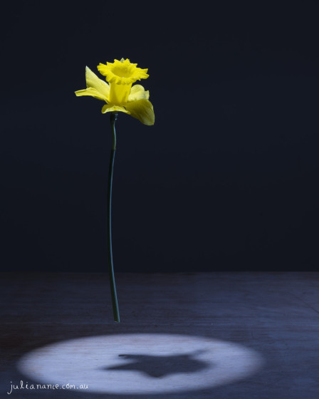 Advertising Photography Daffodil Day