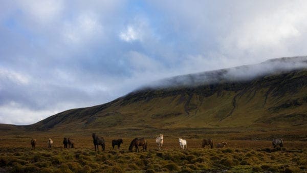 Icelandic Horses in field with mountain and clouds