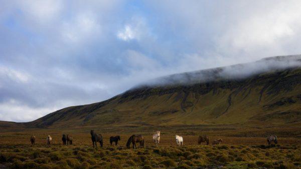 Icelandic Horses in field with mountain and clouds