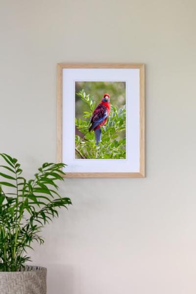 Maddison Falls Photography - framed parrot print