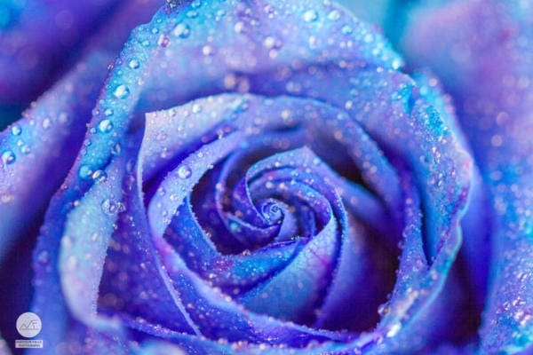 Maddison Falls Photography - Purple Macro Rose