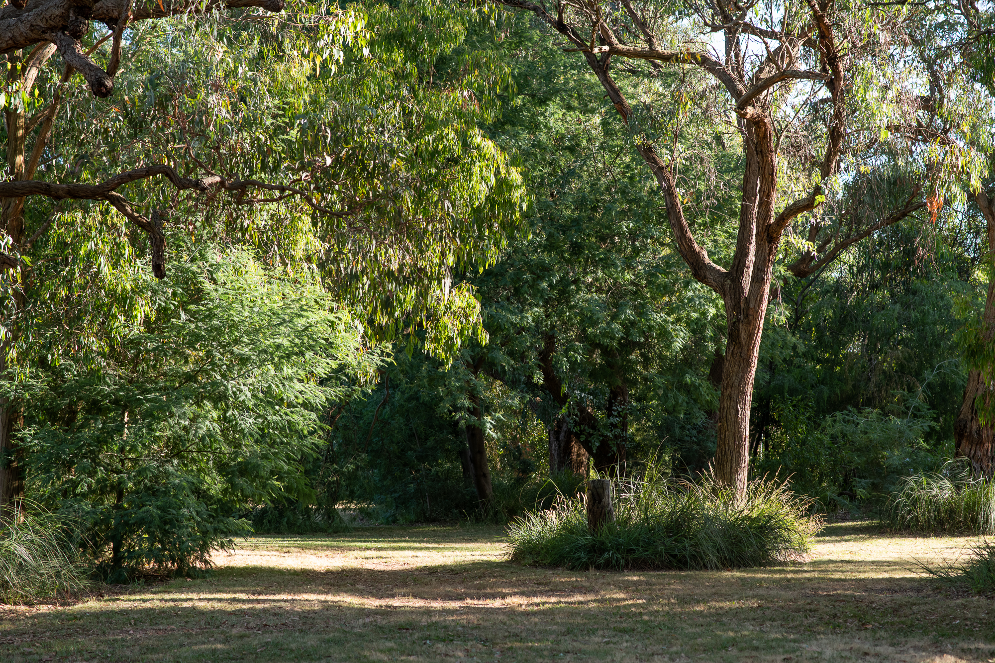 The studio surrounds of the Julia Nance Portraits photography studio. Image shows australian trees and fauna.